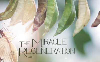The Miracle of Regeneration