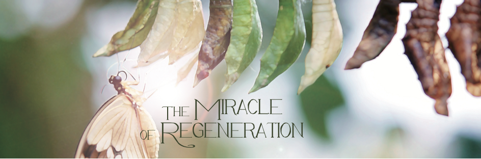 The Miracle of Regeneration
