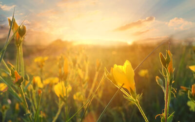 A Little While – The Lord Shall Come