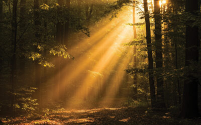 Excerpt from The All-Sufficiency of Christ